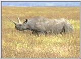 Rhino - Ngorongoro