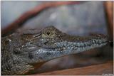 Nile crocodile (Crocodylus niloticus)2