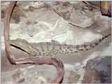 Nile crocodile (Crocodylus niloticus)4