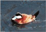 Birds see filename for species - North American Ruddy Duck (Oxyura jamaicensis jamaicensis)002.j...