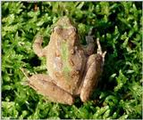 Northern Cricket Frog (Acris crepitans crepitans)2