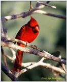Birds around the 'Hood [1/2] - Cardinal01.jpg (1/1)