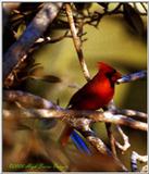 Cardinal - Cardinal 1.jpg