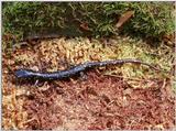 Northern Slimy Salamander  (Plethodon glutinosus)