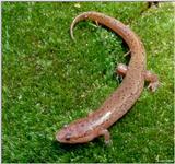 Northern dusky salamander (Desmognathus fuscus fuscus)02