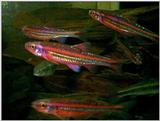 Rainbow Shiners (Notropis chrosomus)