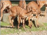 Want more Nyala antelope? Here's another one from Hannover Zoo...
