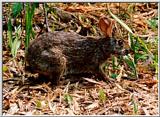 Rabbit - Okefenokee Swamp - rabbit01.jpg