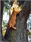 Cat climbing a Tree