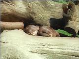 Some more wallpaper sweetness - Otter kids in Hagenbeck Zoo - Asian small-clawed otters (Aonyx c...