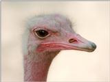 Couldn't believe what came out of my scanner - Ostrich portrait from Hannover Zoo