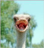 'It must be months since I've last eaten a camera' - More of that charming ostrich...