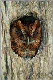 Owl-in-Treehole-[camouflage!]