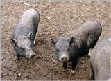 More from Kruezen Animal Park - Pot-bellied Piglets