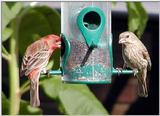 House finches 2