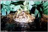 Pac-man Frog - Argentine horned frog (Ceratophrys ornata)