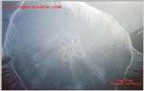 A killer shot of a Moon Jellyfish taken in Palau