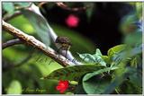 Pine Warbler 4 of 8 - PalmWarbler4.jpg (1/1)