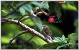 Pine Warbler 5 of 8 - PalmWarbler5.jpg (1/1)