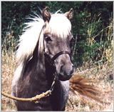 Some old and new posts - palouse pony