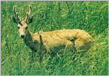 Pampas deer (팜파스사슴)