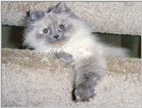 Pandora (cat) on stairs