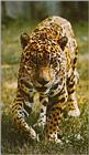 Jaguar 2 - Panthera onca