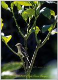 Spotted Flycatcher 5 of 5 - papamoscas5.jpg (1/1)