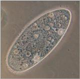 Protozoa - ciliates again - Paramecium caudatum
