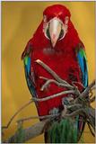 Parrot - green-winged macaw or red-and-green macaw (Ara chloropterus)