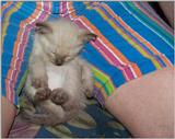 Cute young Siamese Cat !