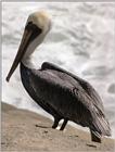 California souvenirs - Pelican at the beach