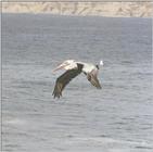 Souvenirs from California - lucky shot at La Jolla Beach - Pelican in flight.