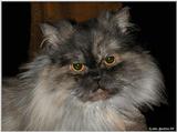 Percy (persian cat)