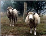 Some old and new posts - pet sheep