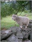 farm animals flood - sheep4