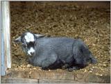 farm animals flood-goat