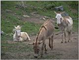 Farm Animals Flood - burros