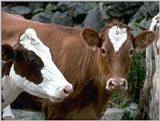 farm animals flood-cow
