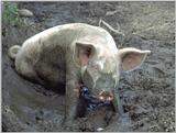 farm animals flood - pig2