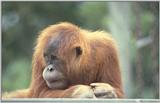 orangutan4