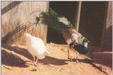White Peahen & Pied Peacock - Indian peafowl - Pavo cristatus