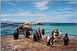 Re: REQ:Need pic of group of penguins