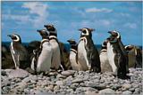 Re: REQ:Need pic of group of penguins
