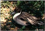 pintail duck