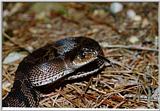 Black Pine Snake Juvenile
