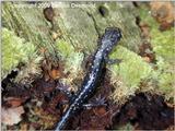 Slimy Salamander