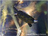 Yellow Amazon spotted turtle - surreal