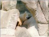 Napping animals, next one :-) Hagenbeck Zoo polar bear in a pretty hideout