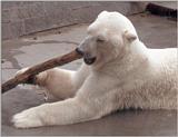 Another rescan - Polar bear with toothpick